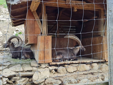 Ausflugsziel: Wildpark Aurach