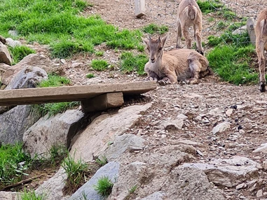 Ausflugsziel: Wildpark Aurach