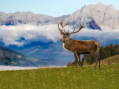 Ausflugsziel: Wildpark Aurach