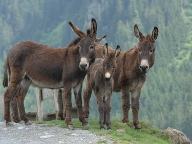 Ausflugsziel: Wildpark Aurach