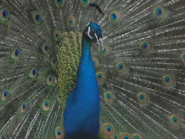 Ausflugsziel: Wildpark Aurach