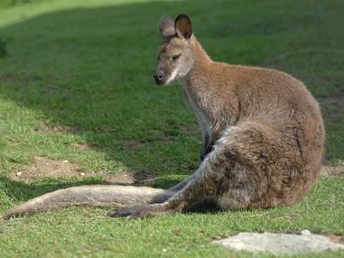 Ausflugsziel: Wildpark Aurach