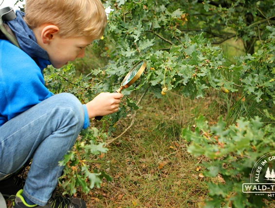 Ausflugsziel: "Alles im grünen Bereich" - Waldführungen zwischen Ruhrpott und Münsterland