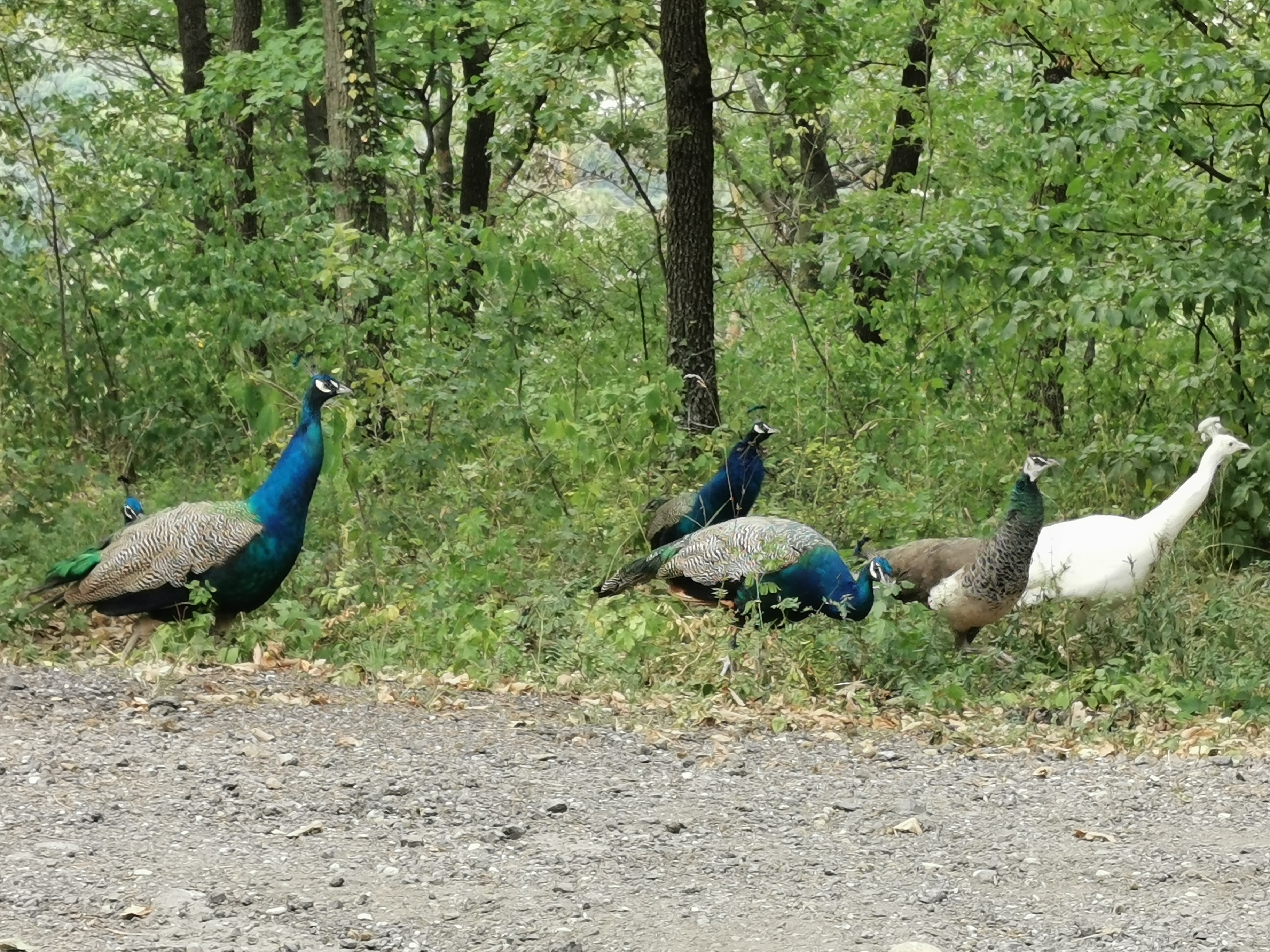 Ausflugsziel: Pfaufamilie - Archäologisches Freilichtmuseum, Aussichtsturm und das Turmcafé