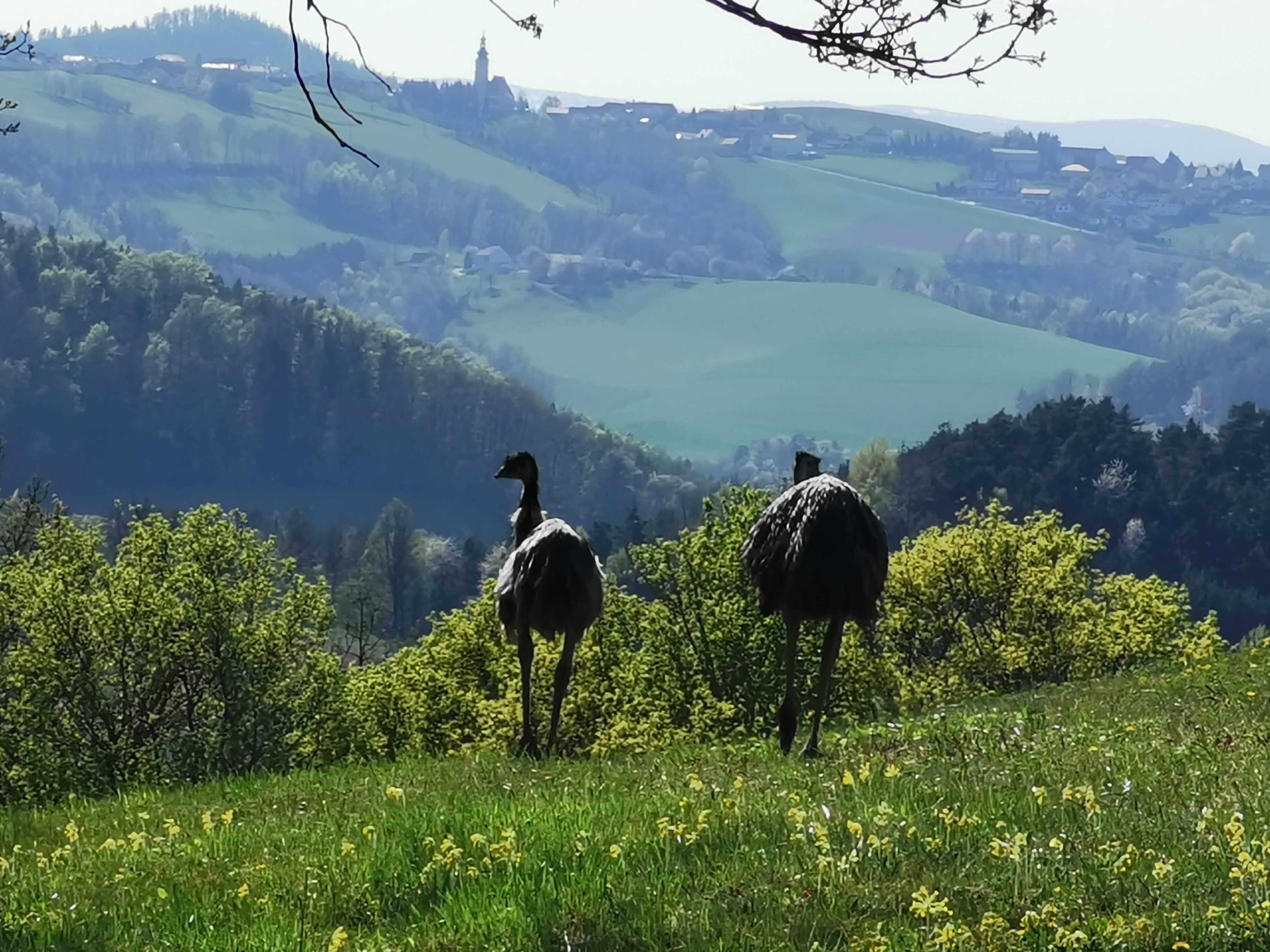 Ausflugsziel: Emus - Archäologisches Freilichtmuseum, Aussichtsturm und das Turmcafé