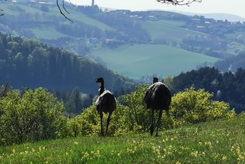 Ausflugsziel: Emus - Archäologisches Freilichtmuseum, Aussichtsturm und das Turmcafé