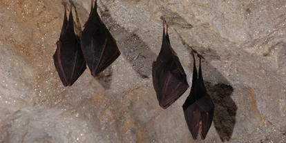Reis met kinderen - Neusiedl (Hernstein, Waidmannsfeld) - Kleine Hufeisennasen - Hermannshöhle