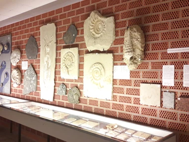 Ausflugsziel: Versteinerungen von Ammoniten. - Fossilien- und Steindruck-Museum