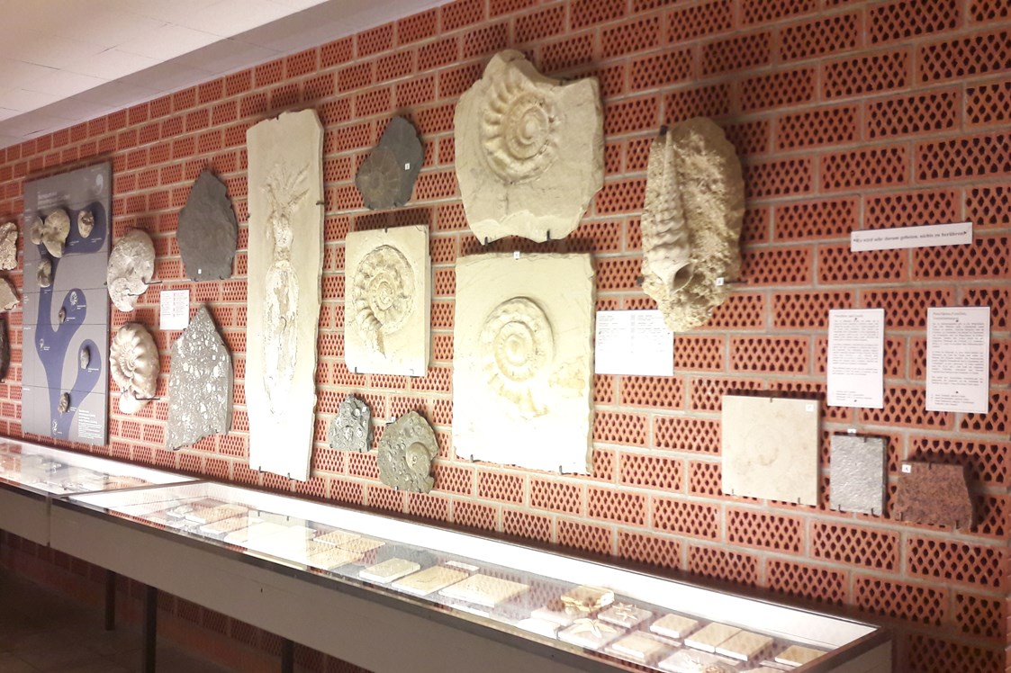 Ausflugsziel: Versteinerungen von Ammoniten. - Fossilien- und Steindruck-Museum