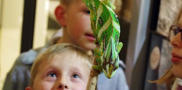 Ausflug mit Kindern - Alter der Kinder: 6 bis 10 Jahre - Herzogenaurach - Chamäleon Yoshi im Regenwaldhaus - Kindermuseum Nürnberg