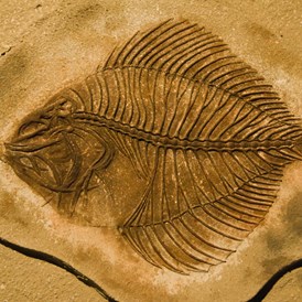 Ausflugsziel: Symbolbild für Ausflugsziel Sammlung Fossilien des Jura (Bayern). - Sammlung Fossilien des Jura