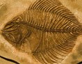 Ausflugsziel: Symbolbild für Ausflugsziel Sammlung Fossilien des Jura (Bayern). - Sammlung Fossilien des Jura