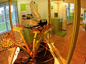 Museum Salz und Moor im Klaushäusl Highlights beim Ausflugsziel Modell eines Sonnentaus, der gerade eine Libelle gefangen hat.