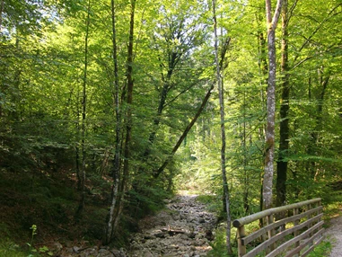 Ausflugsziel: Wanderung zur Wolfschwangalm