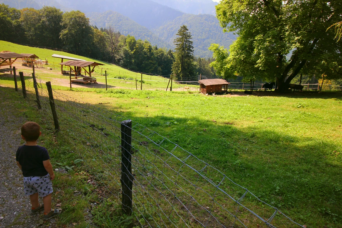 Ausflugsziel: Wildtiergehege - Wanderung zur Wolfschwangalm