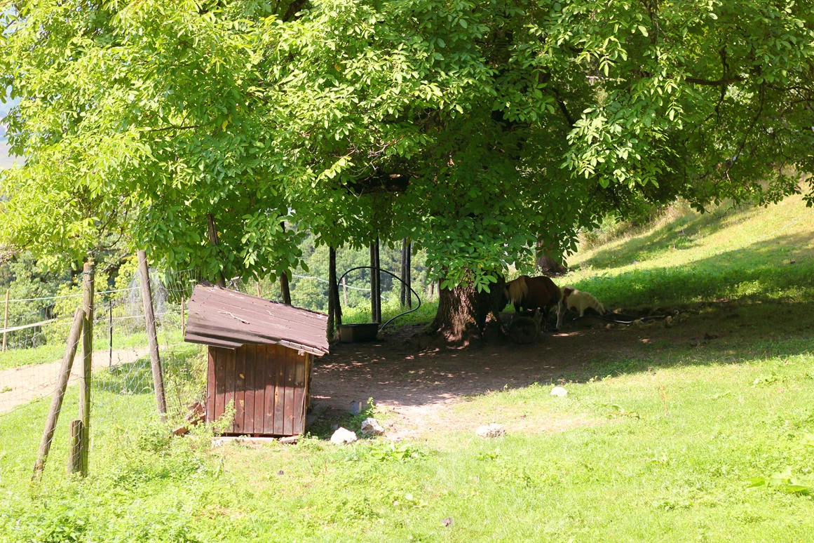Ausflugsziel: Wanderung zur Wolfschwangalm