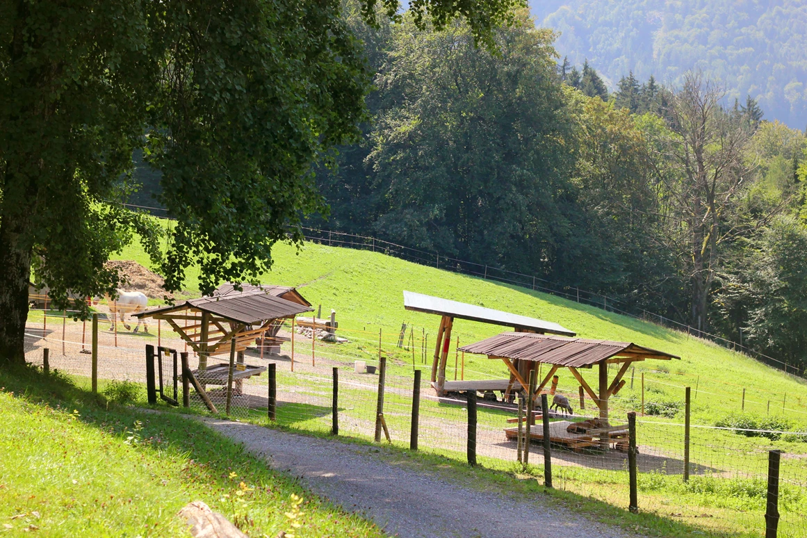 Ausflugsziel: Wanderung zur Wolfschwangalm