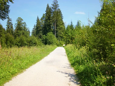 Ausflugsziel: Nur vereinzelt geht man in der Sonne, der Weg ist äußerst schattig - Wanderung zur Wolfschwangalm