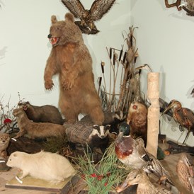 Ausflugsziel: Wald- und Tiermuseum mit Uhrenmuseum