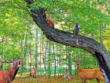 Ausflugsziel: Symbolbild für Ausflugsziel Wald- und Tiermuseum mit Uhrenmuseum (Bayern). - Wald- und Tiermuseum mit Uhrenmuseum