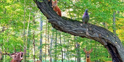 Ausflug mit Kindern - Altenthann - Wald- und Tiermuseum mit Uhrenmuseum