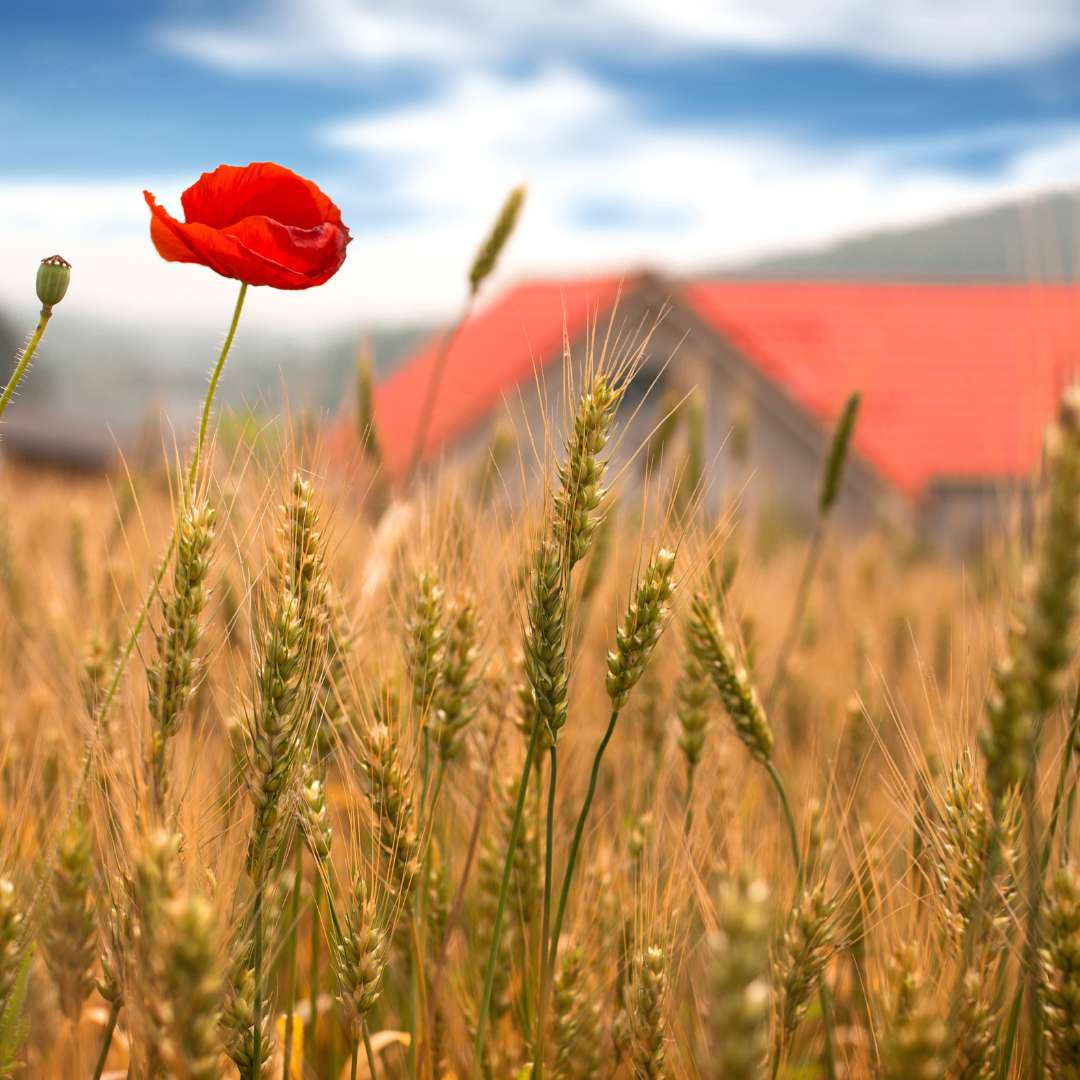 Ausflugsziel: Heimatmuseum