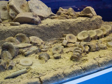 Ausflugsziel: Naturhistorisches Museum