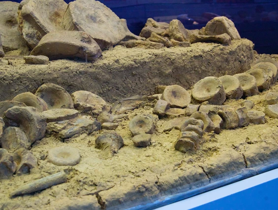 Ausflugsziel: Naturhistorisches Museum