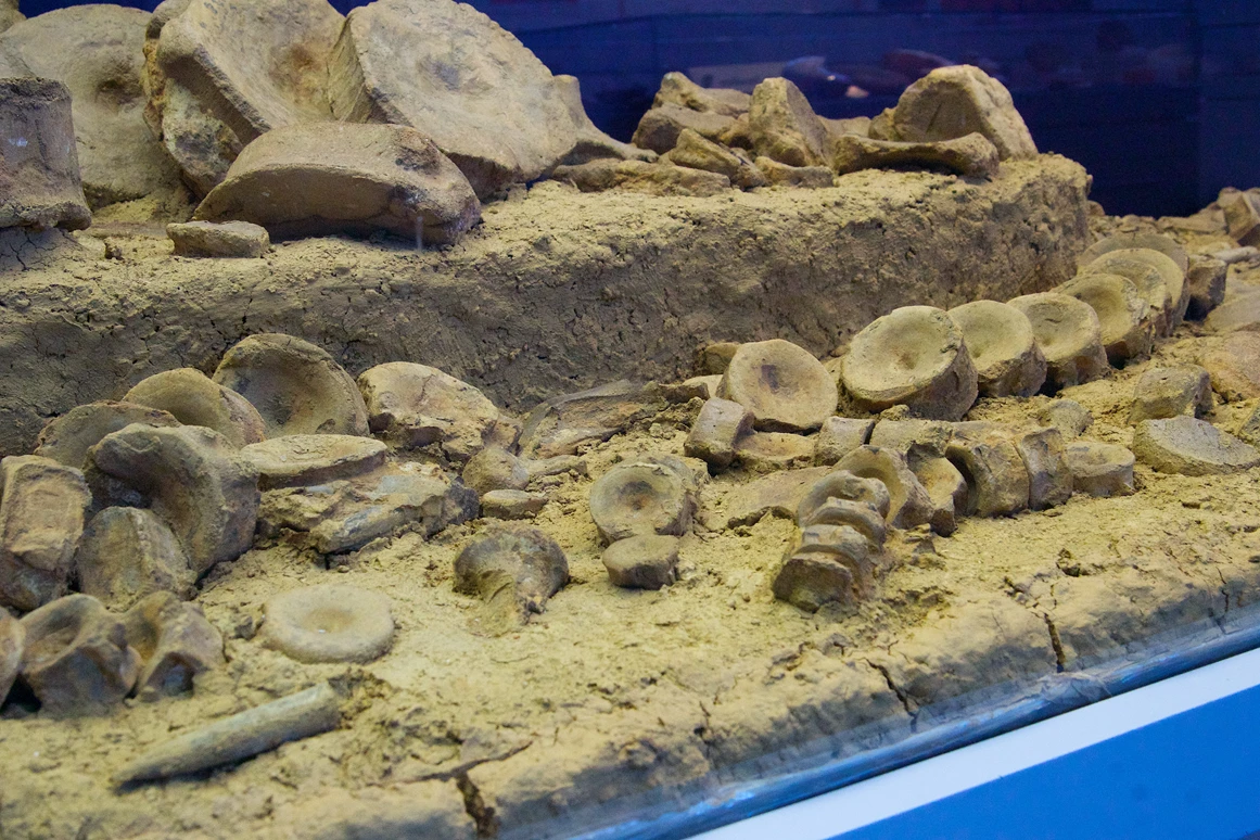 Ausflugsziel: Naturhistorisches Museum