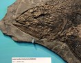 Ausflugsziel: Urzeitmuseum Taufkirchen - Außenaufnahme. Versteinertes Skelett eines Großen Raubfisches - Urzeitmuseum – Sammlung Kapustin