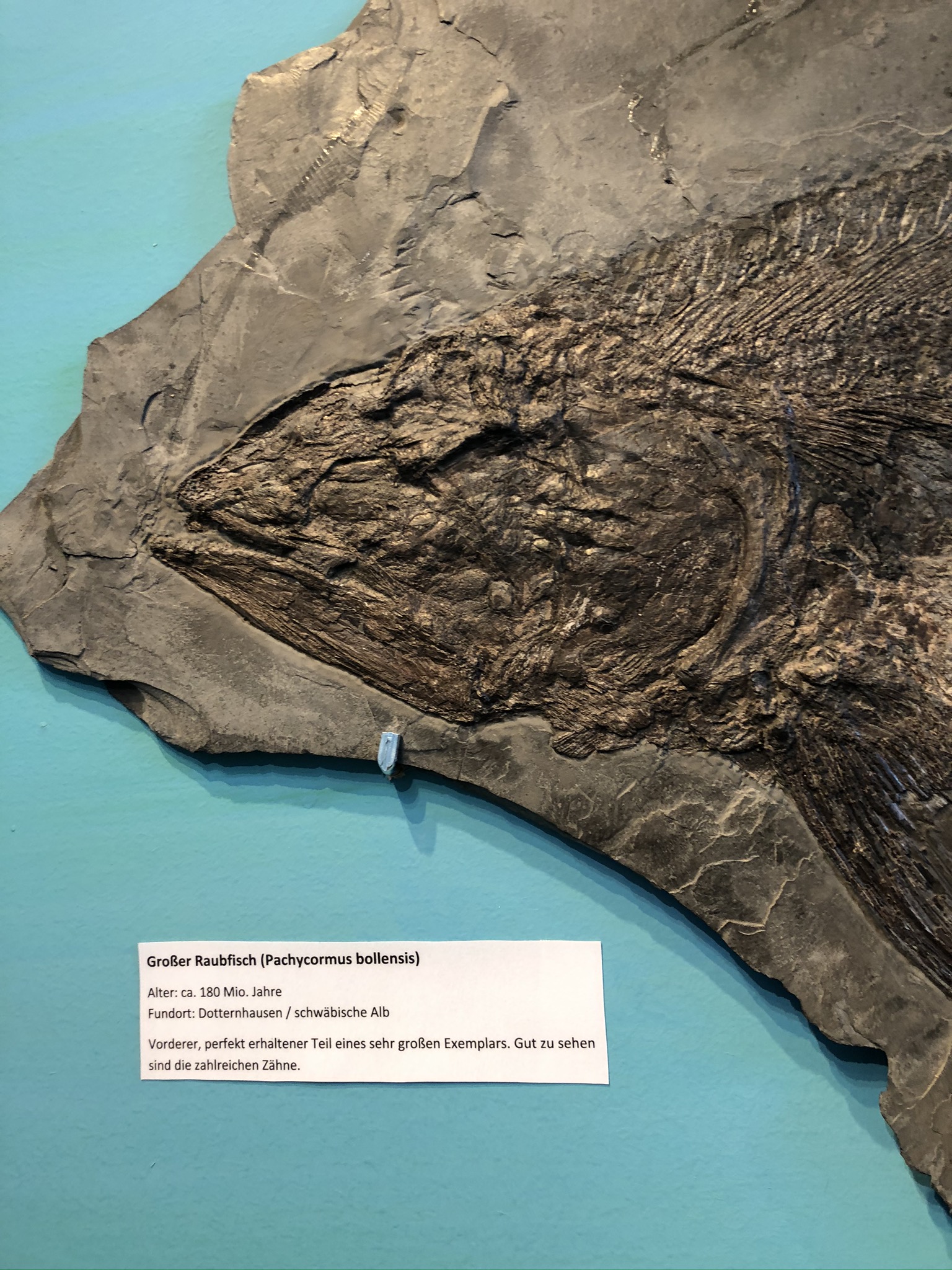 Ausflugsziel: Urzeitmuseum – Sammlung Kapustin