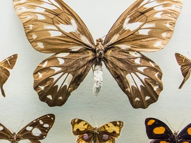 Ausflugsziel: Symbolbild für Ausflugsziel Naturkundliches Museum. Keine korrekte oder ähnlich Darstellung! - Naturkundliches Museum