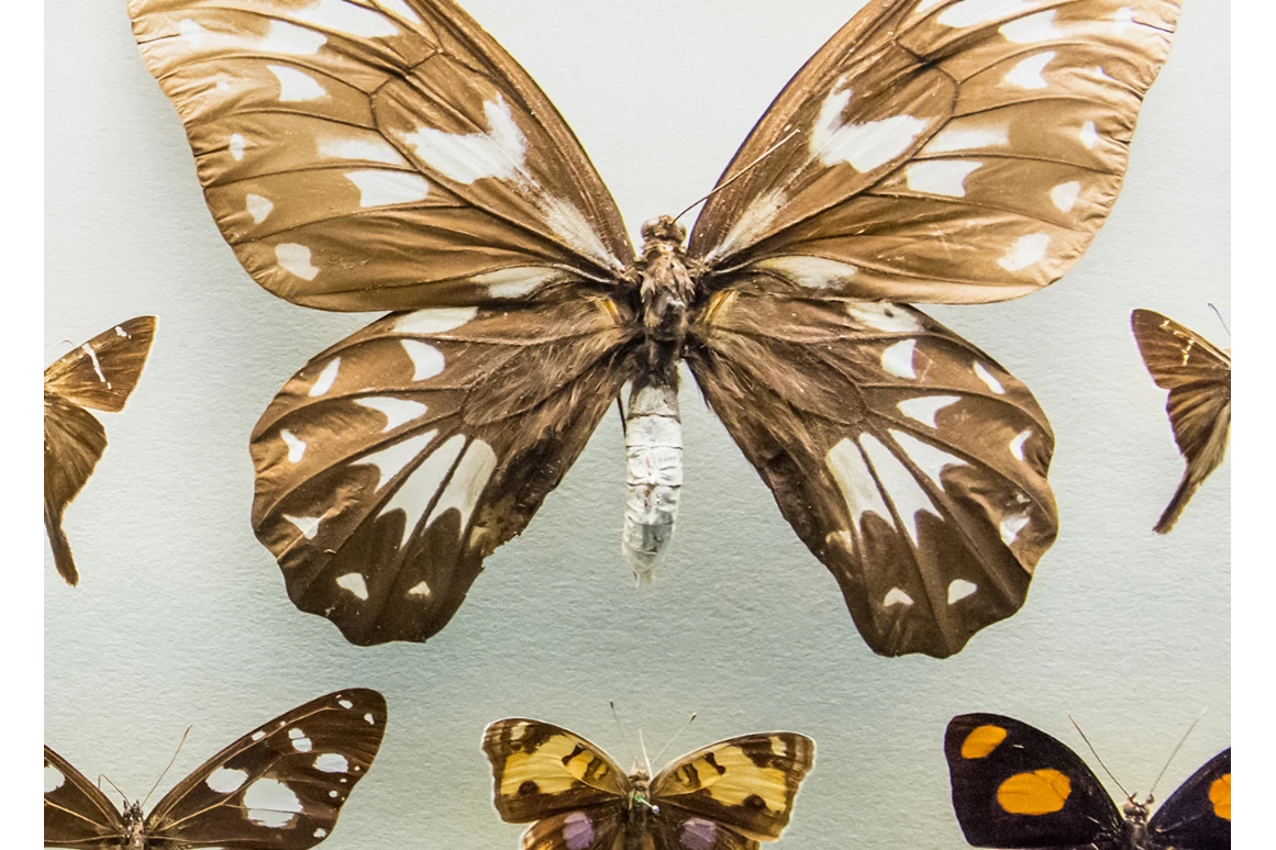 Ausflugsziel: Symbolbild für Ausflugsziel Naturkundliches Museum. Keine korrekte oder ähnlich Darstellung! - Naturkundliches Museum