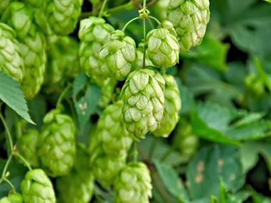 Ausflugsziel: Fränkisches Hopfenmuseum