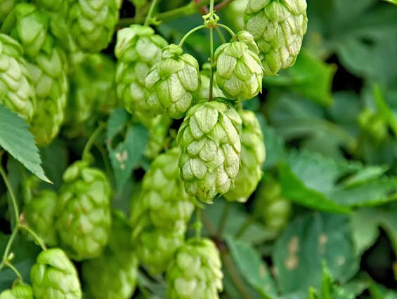 Ausflugsziel: Fränkisches Hopfenmuseum