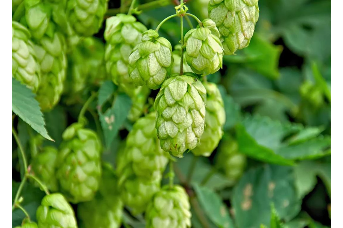 Ausflugsziel: Fränkisches Hopfenmuseum