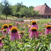 Ausflugsziel - Auch die Felder zwischen den einzelnen Häusern werden im Fränkischen Freilandmuseum bewirtschaftet.Hier ist der Anbau von Sonnenhut zu sehen. - Fränkisches Freilandmuseum