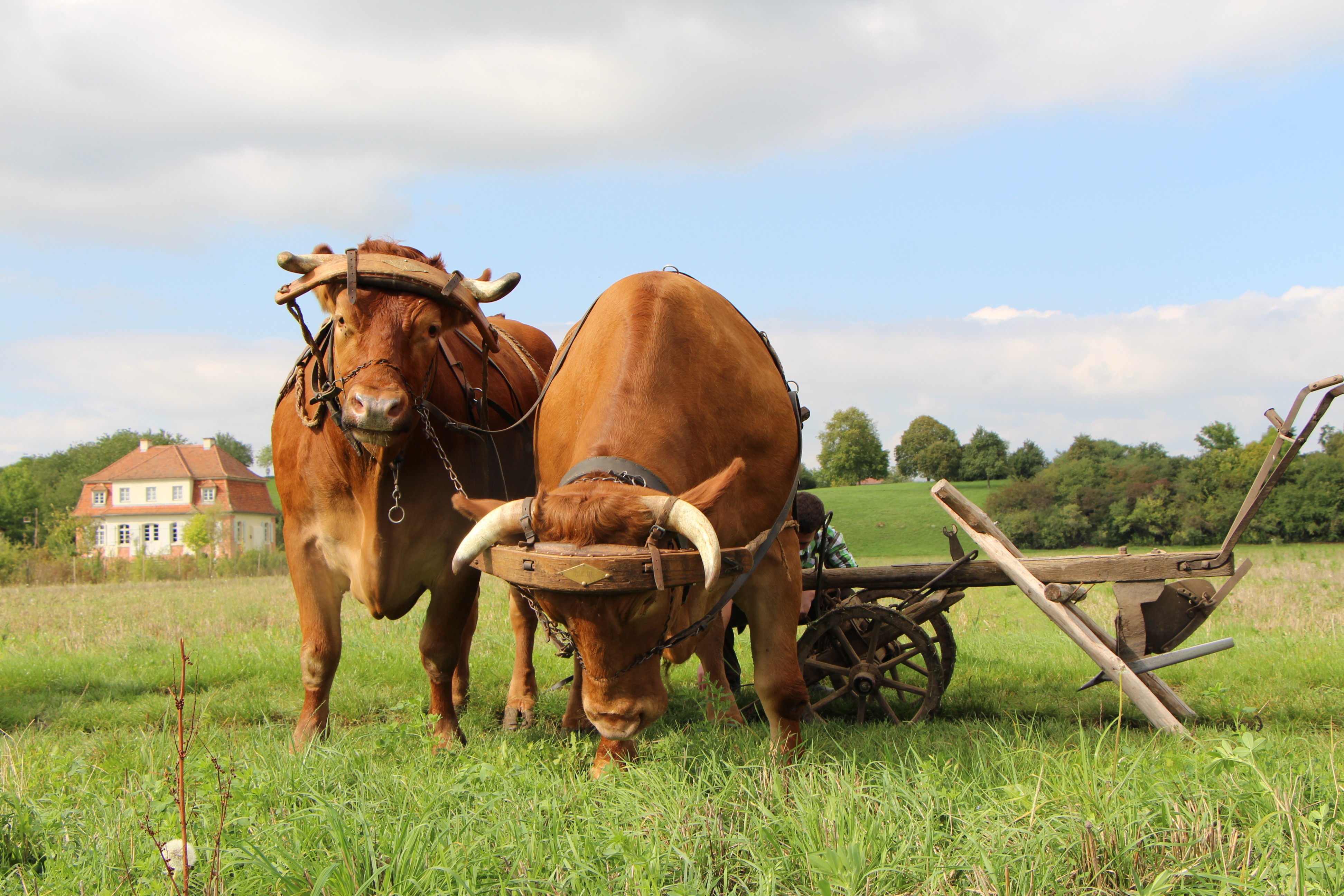 Ausflug mit Kindern - Alter der Kinder: 4 bis 6 Jahre - Buchbrunn (Landkreis Kitzingen) - Landwirtschaft ist Teil der Präsentation im Fränkischen Freilandmuseum. Das Ochsengespann ist im Sommer auf den Museumsfeldern im Einsatz. - Fränkisches Freilandmuseum