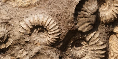 Reis met kinderen - Sontheim an der Brenz - Archäologisches Heimatmuseum