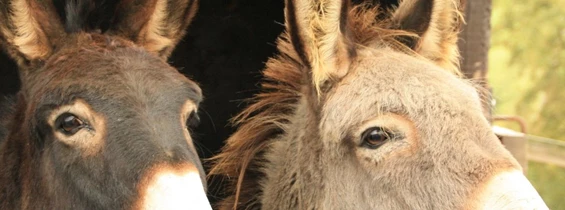 Ausflugsziel: WACHAUER ESELABENTEUER - Eselwanderungen