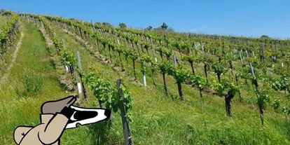 Trip with children - Absdorf (Absdorf) - Detektiv-Trail Wien