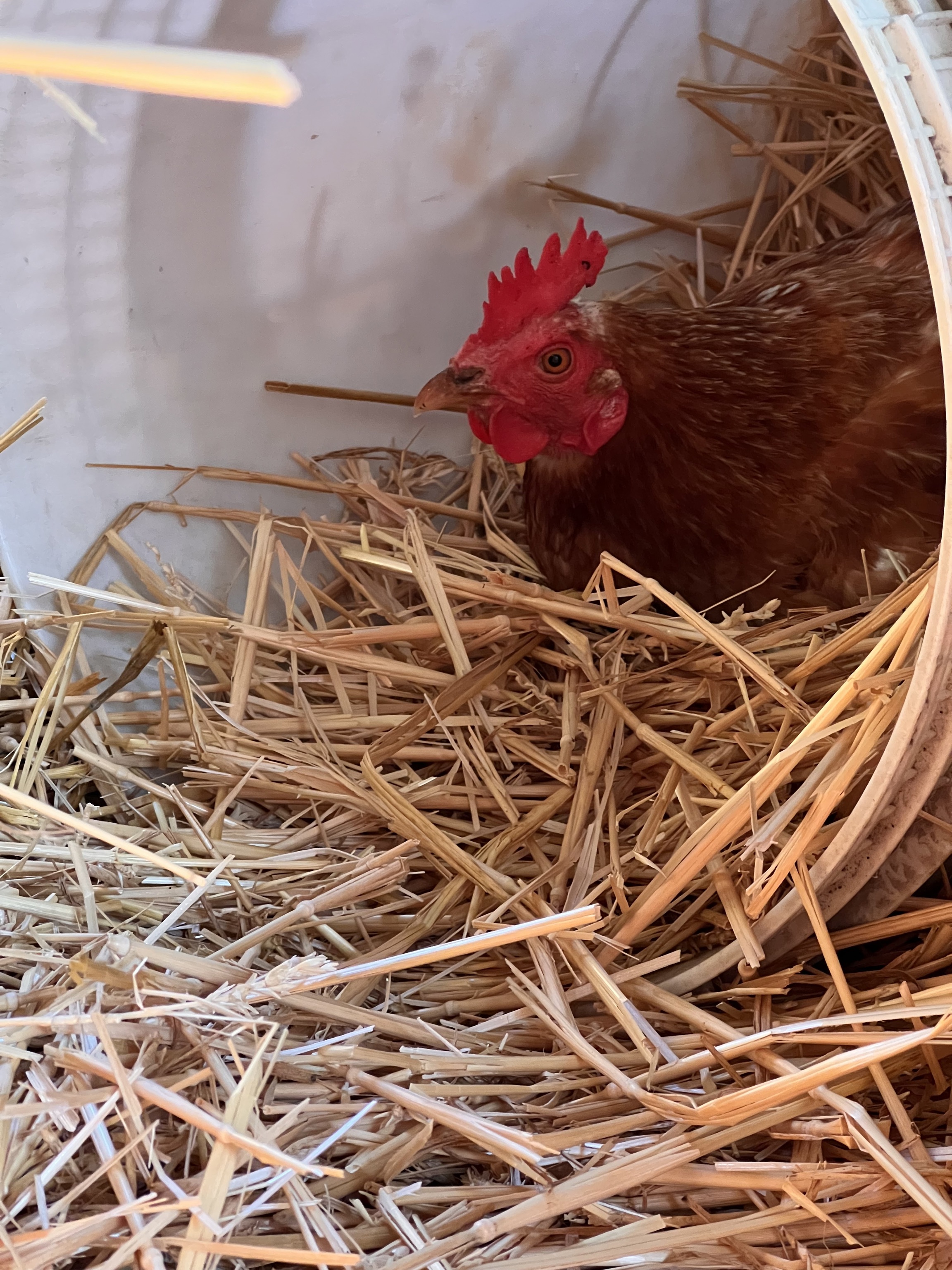 Viaggio con bambini - Riederberg - Exklusiver Besuch bei Pferd, Kaninchen und Huhn
