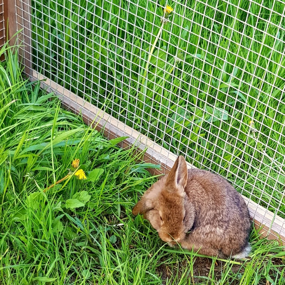 Ausflugsziel: Fangerhof-Ponyreiten