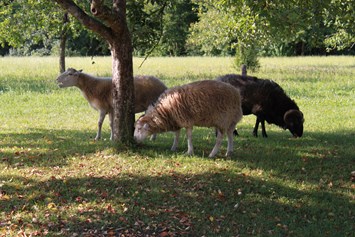 Ausflugsziel: Seltene Tiere: die Waldschafe - Bauernhofmuseum Jexhof