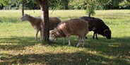Ausflug mit Kindern - Preisniveau: günstig - Seltene Tiere: die Waldschafe - Bauernhofmuseum Jexhof