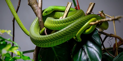 Voyage avec des enfants - PLZ 5425 (Österreich) - Haus der Natur - Museum für Natur und Technik