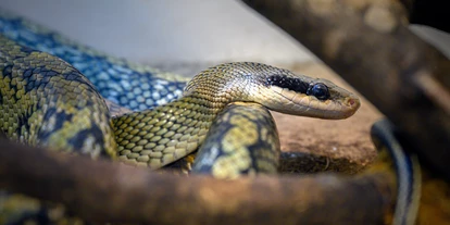 Voyage avec des enfants - PLZ 5425 (Österreich) - Haus der Natur - Museum für Natur und Technik