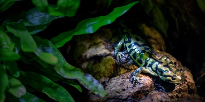 Voyage avec des enfants - PLZ 5425 (Österreich) - Haus der Natur - Museum für Natur und Technik