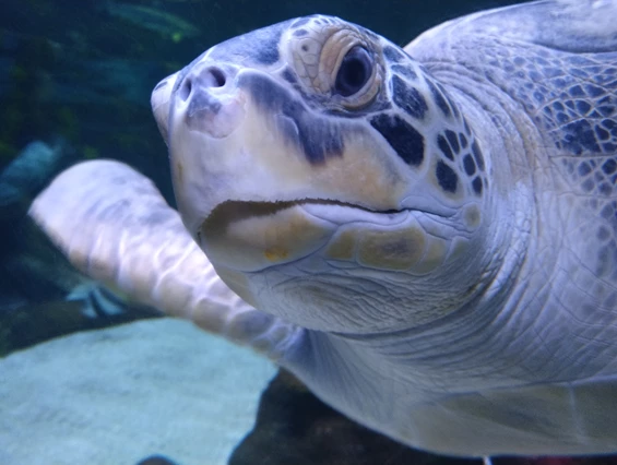 Ausflugsziel: SEA LIFE Timmendorfer Strand