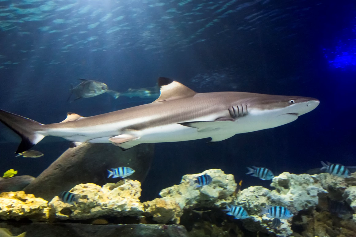 Ausflugsziel: SEA LIFE Timmendorfer Strand